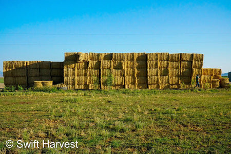 H&C Farms Big Bale Alfalfa N1-4-24 Good AZ Alfalfa Big Bales CP 18 RFV 169 TDN 57 FACS 96/110