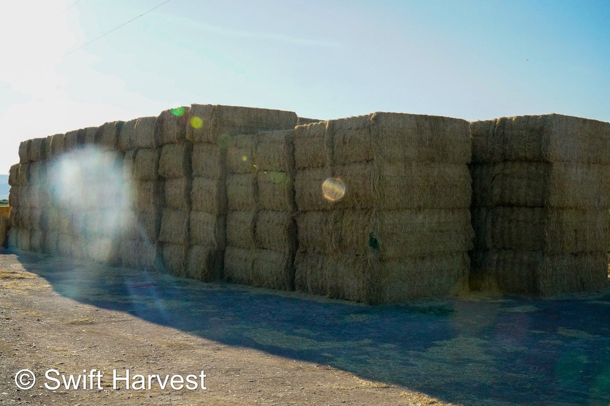 H&C Farms Big Bale Alfalfa N1-4-24 Good AZ Alfalfa Big Bales CP 18 RFV 169 TDN 57 FACS 96/110