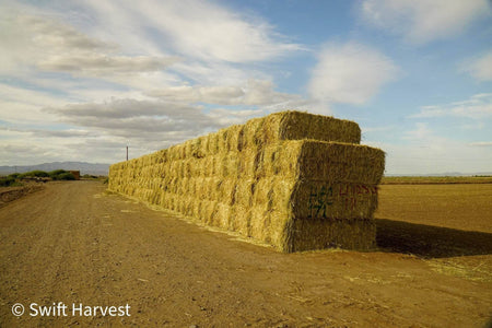 H&C Farms Big Bale Oat Hay Oat Hay Big Bale L1-1-23 oat per bale