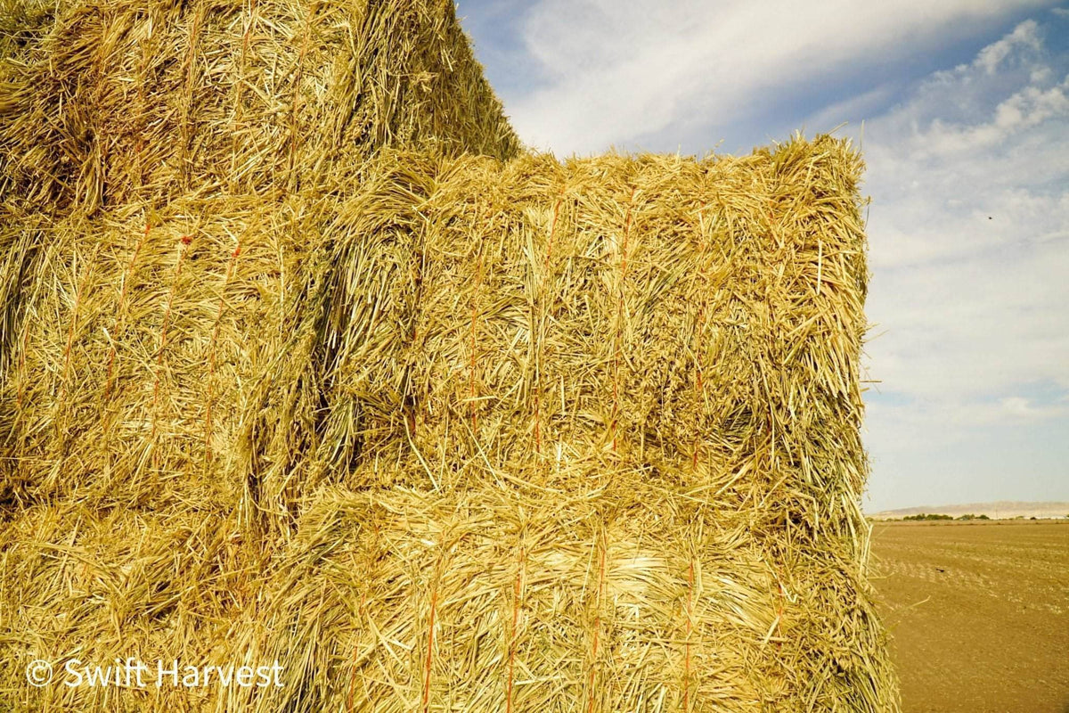 H&C Farms Big Bale Oat Hay Oat Hay Big Bale L1-1-23 oat per bale