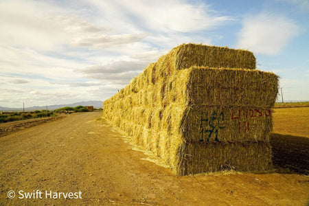 H&C Farms Big Bale Oat Hay Oat Hay Big Bale L1-1-23 oat per bale