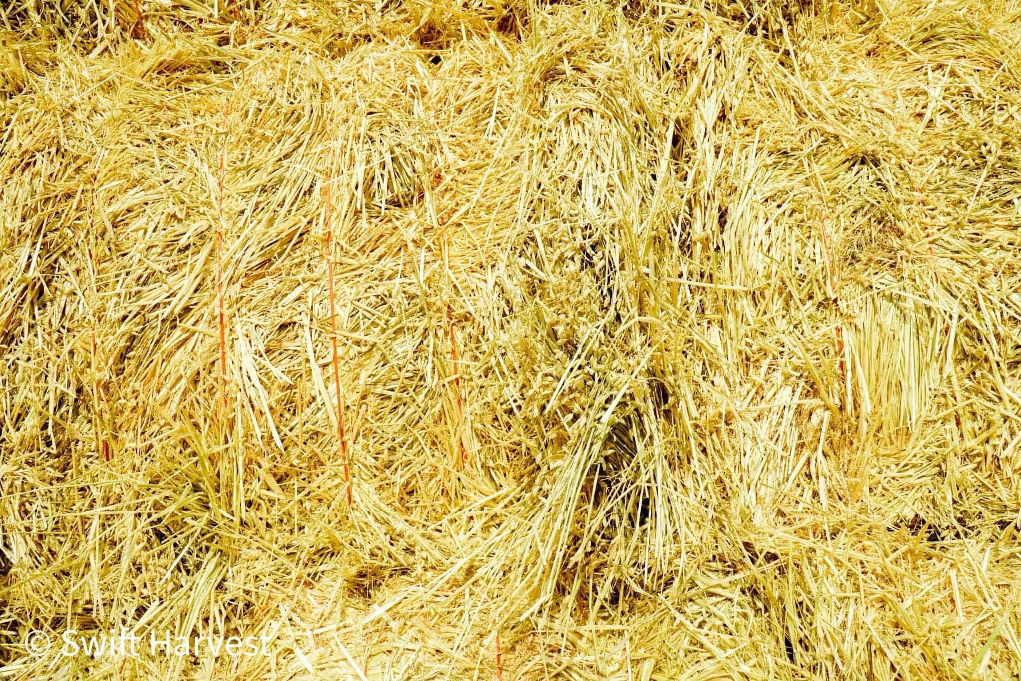 H&C Farms Big Bale Oat Hay Oat Hay Big Bale L1-1-23 oat per bale