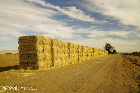 H&C Farms Big Bale Oat Hay Oat Hay Big Bale L1-1-23 oat per bale