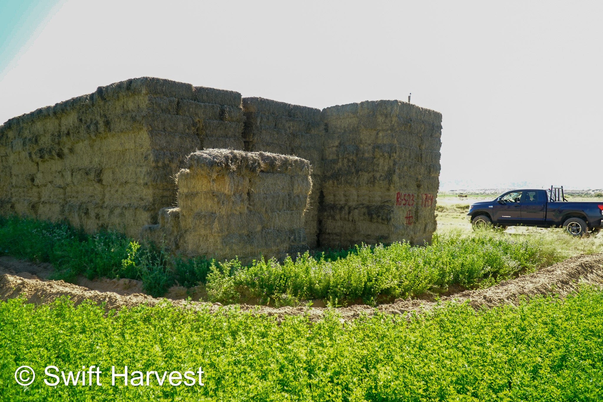 H&C Farms Retail Alfalfa 3-String Arizona Alfalfa Retail Bales R1-5-23 per ton Rain Damaged live