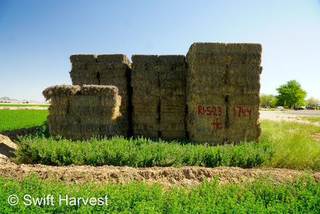 H&C Farms Retail Alfalfa 3-String Arizona Alfalfa Retail Bales R1-5-23 per ton Rain Damaged live
