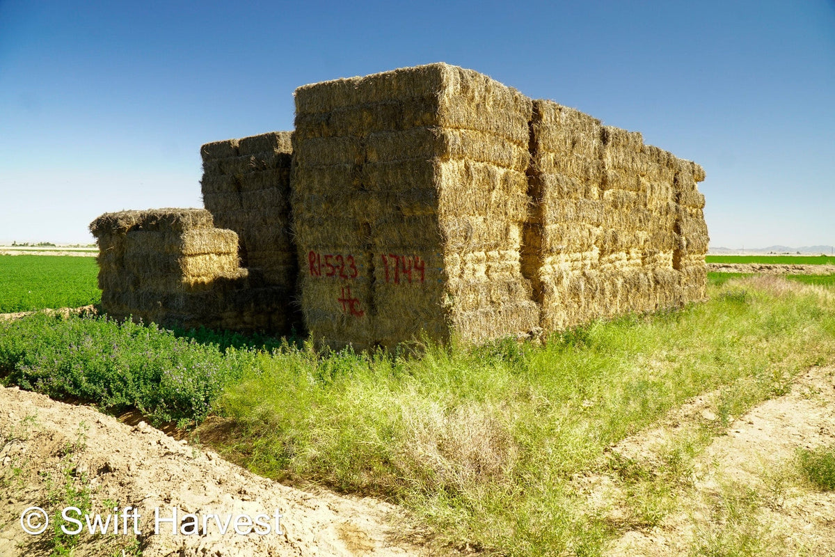 H&C Farms Retail Alfalfa 3-String Arizona Alfalfa Retail Bales R1-5-23 per ton Rain Damaged live