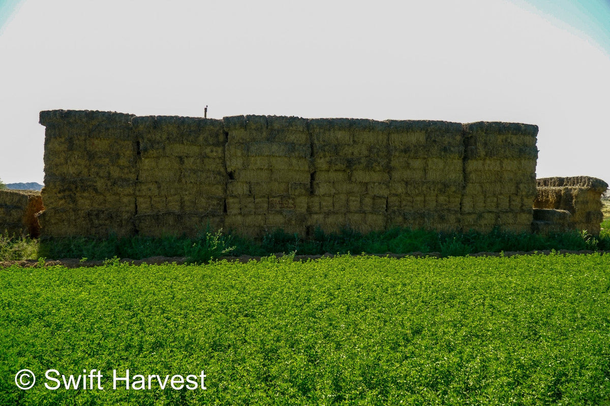 H&C Farms Retail Alfalfa 3-String Arizona Alfalfa Retail Bales R1-5-23 per ton Rain Damaged live