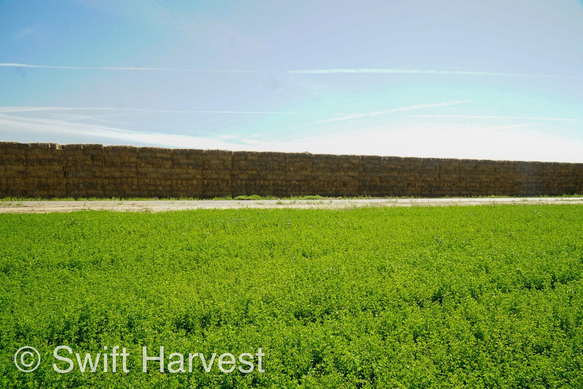 H&C Farms Retail Alfalfa 3-String Arizona Sudan Retail Bales P1-2-23S per bale