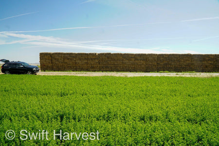 H&C Farms Retail Alfalfa 3-String Arizona Sudan Retail Bales P1-2-23S per bale