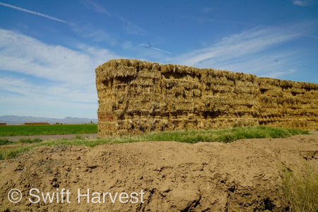 H&C Farms Retail Alfalfa 3-String Arizona Sudan Retail Bales P1-2-23S per bale