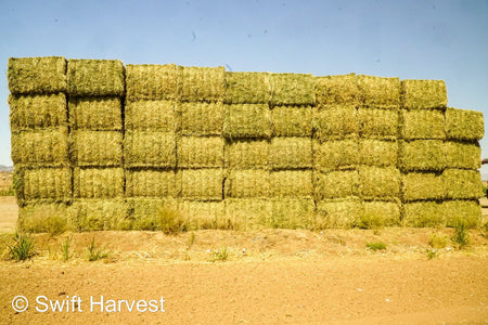 H&C Farms Retail Alfalfa 3-String L1-1-24 Arizona Alfalfa Big Bales per ton