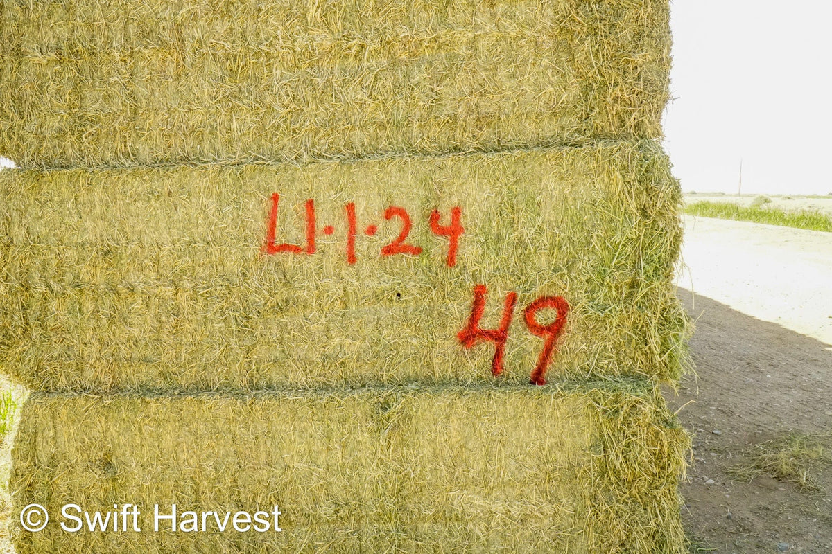 H&C Farms Retail Alfalfa 3-String L1-1-24 Arizona Alfalfa Big Bales per ton