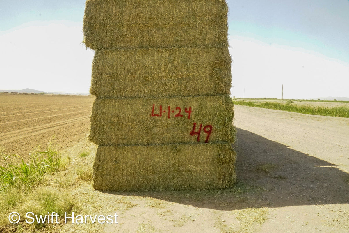 H&C Farms Retail Alfalfa 3-String L1-1-24 Premium Arizona Alfalfa Test Hay Big Bales per ton