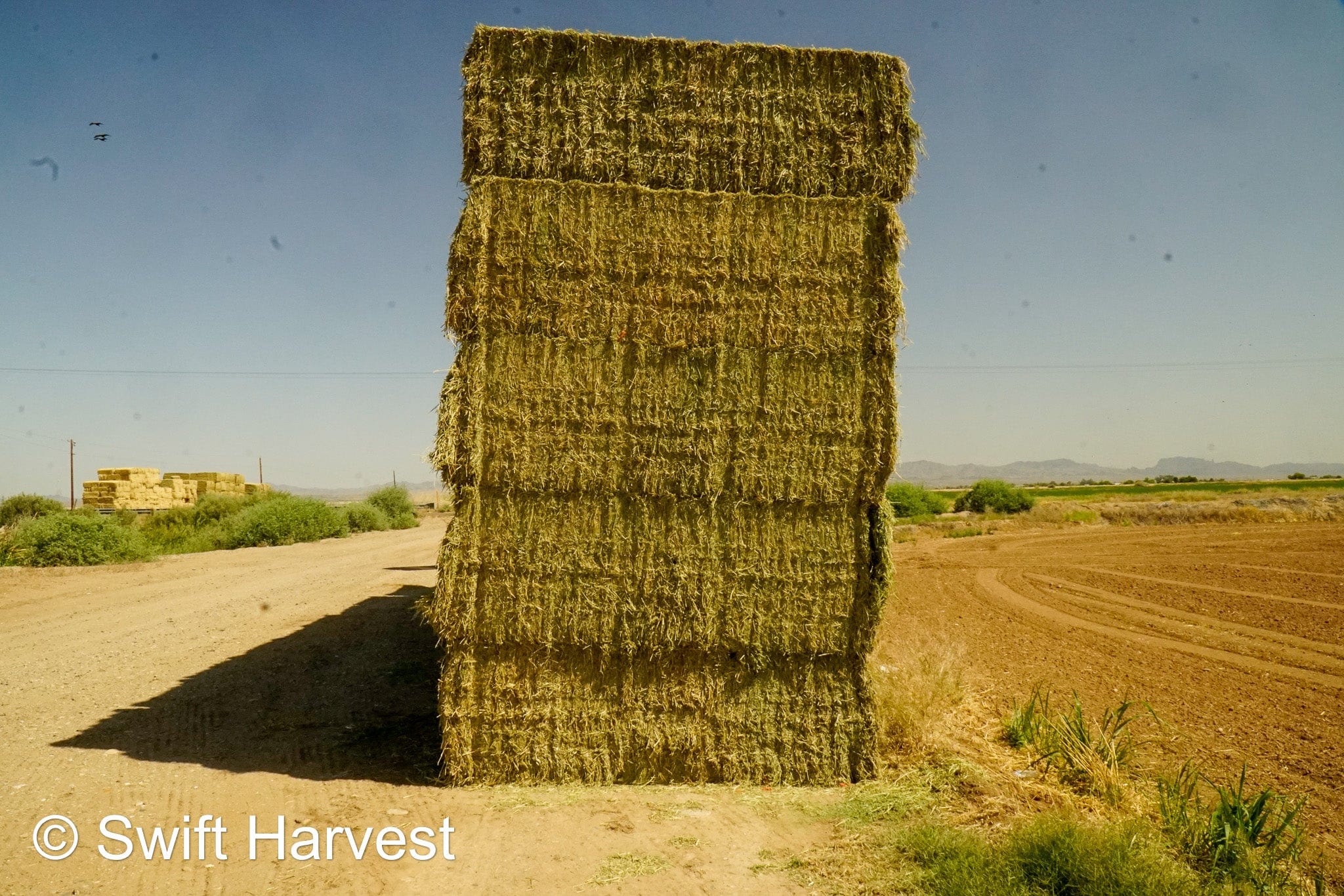 H&C Farms Retail Alfalfa 3-String L1-1-24 Premium Arizona Alfalfa Test Hay Big Bales per ton