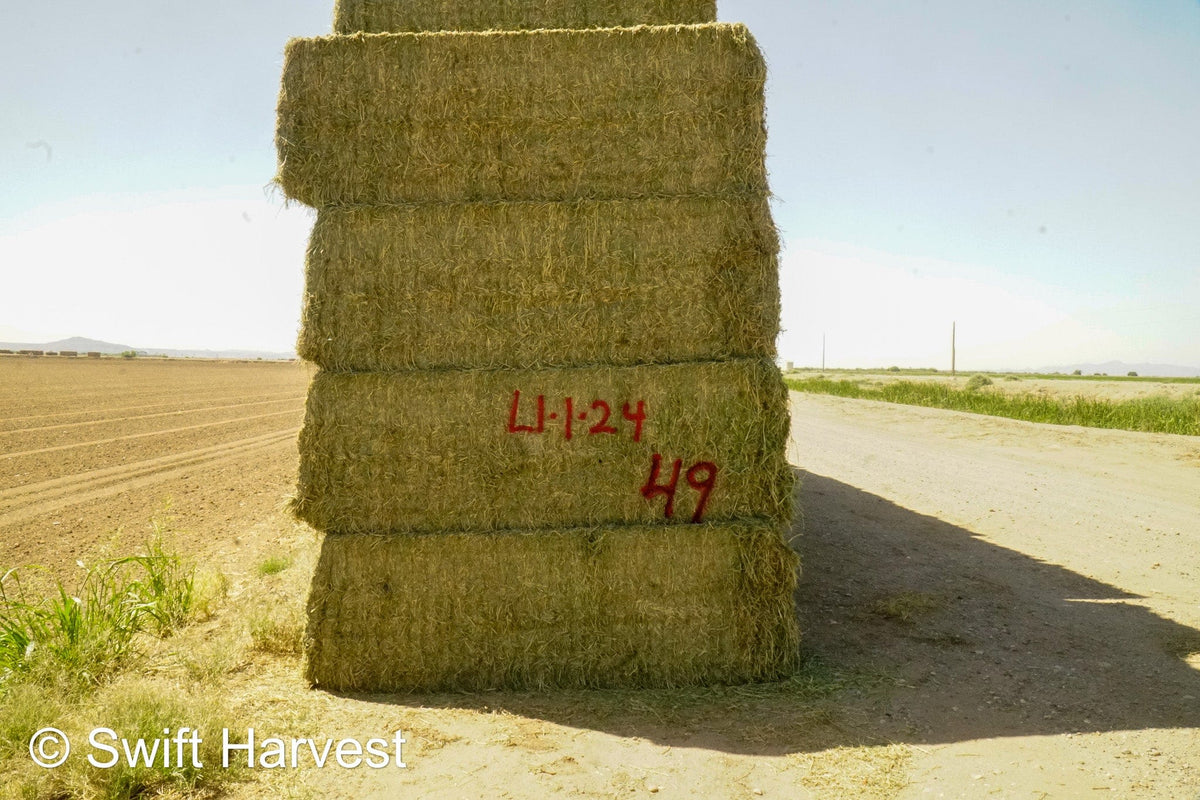 H&C Farms Retail Alfalfa 3-String L1-1-24 Premium Arizona Alfalfa Test Hay Big Bales per ton