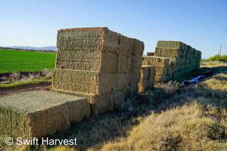 H&C Farms Retail Alfalfa 3-String R1-1-24 Supreme Alfalfa Big Bales per ton