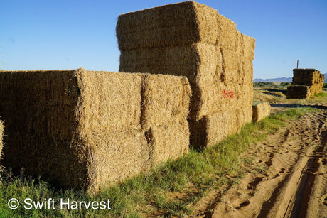H&C Farms Retail Alfalfa 3-String R1-1-24 Supreme Alfalfa Big Bales per ton