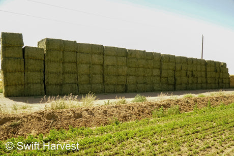 H&C Farms Retail Alfalfa 3-String R1-4-24 Supreme Arizona Alfalfa Test Hay Big Bales per ton