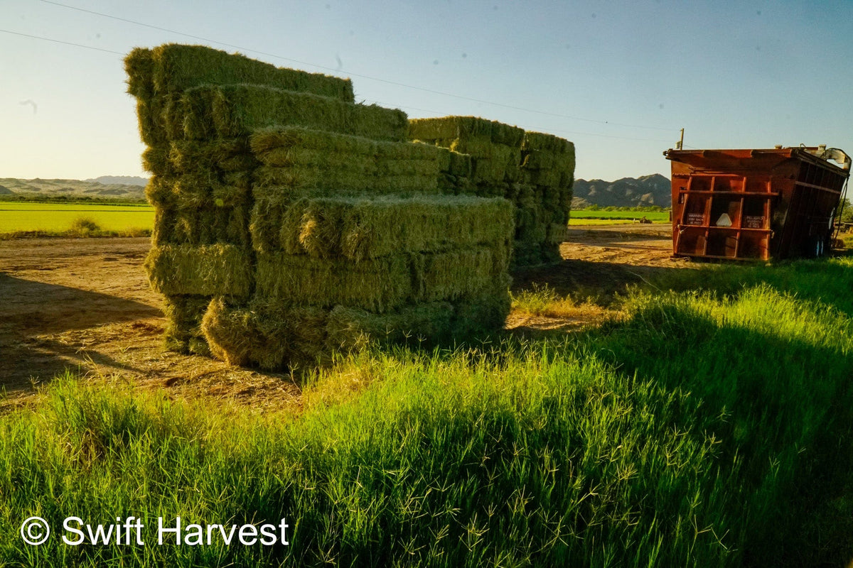 H&C Farms Retail Bermuda Hay NB1-1-23 Bermuda 3-String Hay under 100 lbs per bale