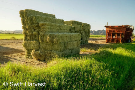 H&C Farms Retail Bermuda Hay NB1-1-23 Bermuda 3-String Hay under 100 lbs per bale