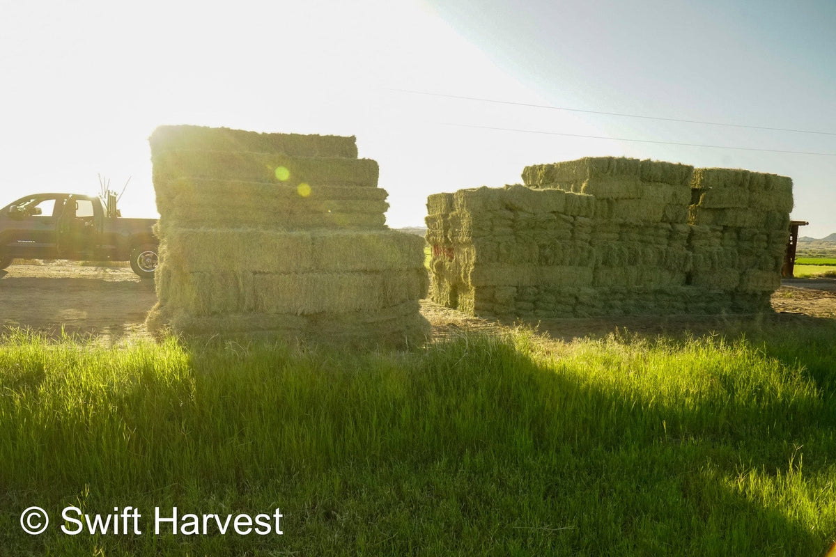 H&C Farms Retail Bermuda Hay NB1-1-23 Bermuda 3-String Hay under 100 lbs per bale