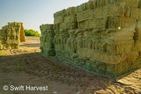 H&C Farms Retail Bermuda Hay NB1-1-23 Bermuda 3-String Hay under 100 lbs per bale