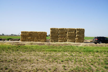 H&C Farms Retail Bermuda Hay NB1-1-24 Bermuda 3-String Hay under 100 lbs per bale