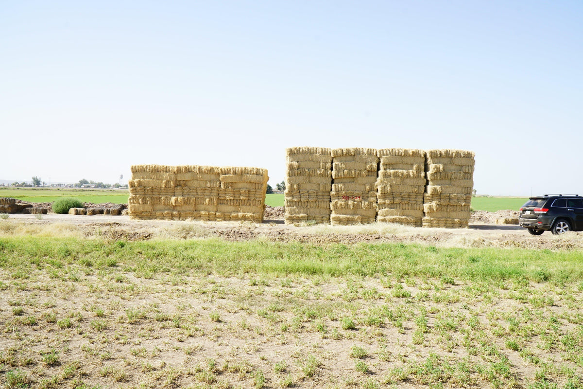 H&C Farms Retail Bermuda Hay NB1-1-24 Bermuda 3-String Hay under 100 lbs per bale