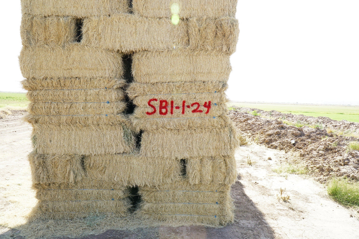 H&C Farms Retail Bermuda Hay NB1-1-24 Bermuda 3-String Hay under 100 lbs per bale