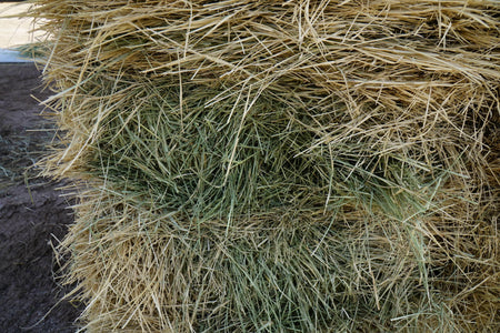 H&C Farms Retail Bermuda Hay NB1-1-24 Bermuda 3-String Hay under 100 lbs per bale