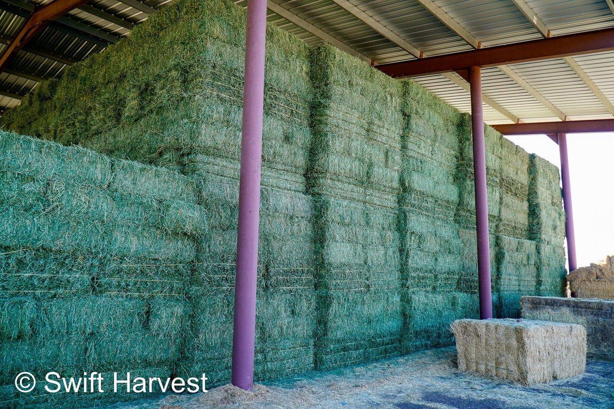 John Family Farm Arizona Alfalfa #1 Retail JFF-8-24-Barn 1  #1 Retail  Az. Alfalfa Steamer  FACS 94/110 Non GMO Non Roundup Ready Steamer Hay