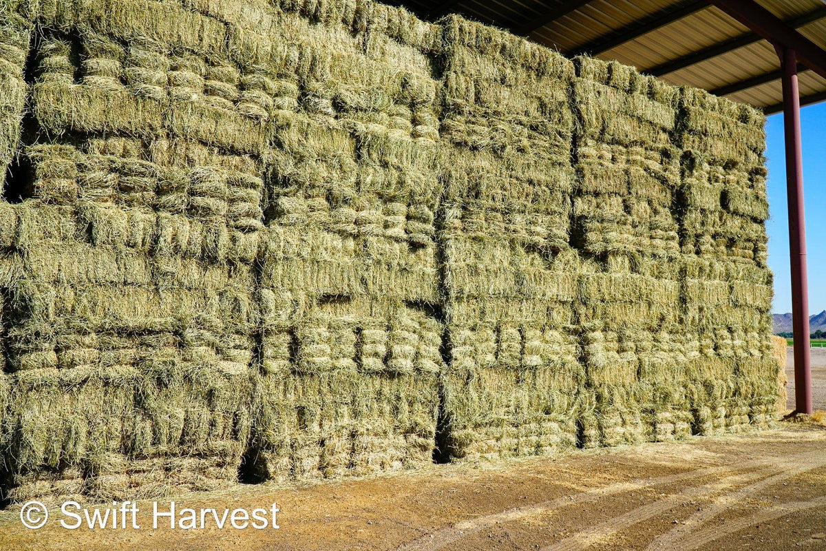 John Family Farm Arizona Alfalfa #1 Retail JFF-8-24-Barn 1  #1 Retail  Az. Alfalfa Steamer  FACS 94/110 Non GMO Non Roundup Ready Steamer Hay