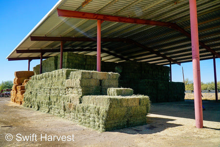 John Family Farm Arizona Alfalfa #1 Retail JFF-8-24-Barn 1  #1 Retail  Az. Alfalfa Steamer  FACS 94/110 Non GMO Non Roundup Ready Steamer Hay