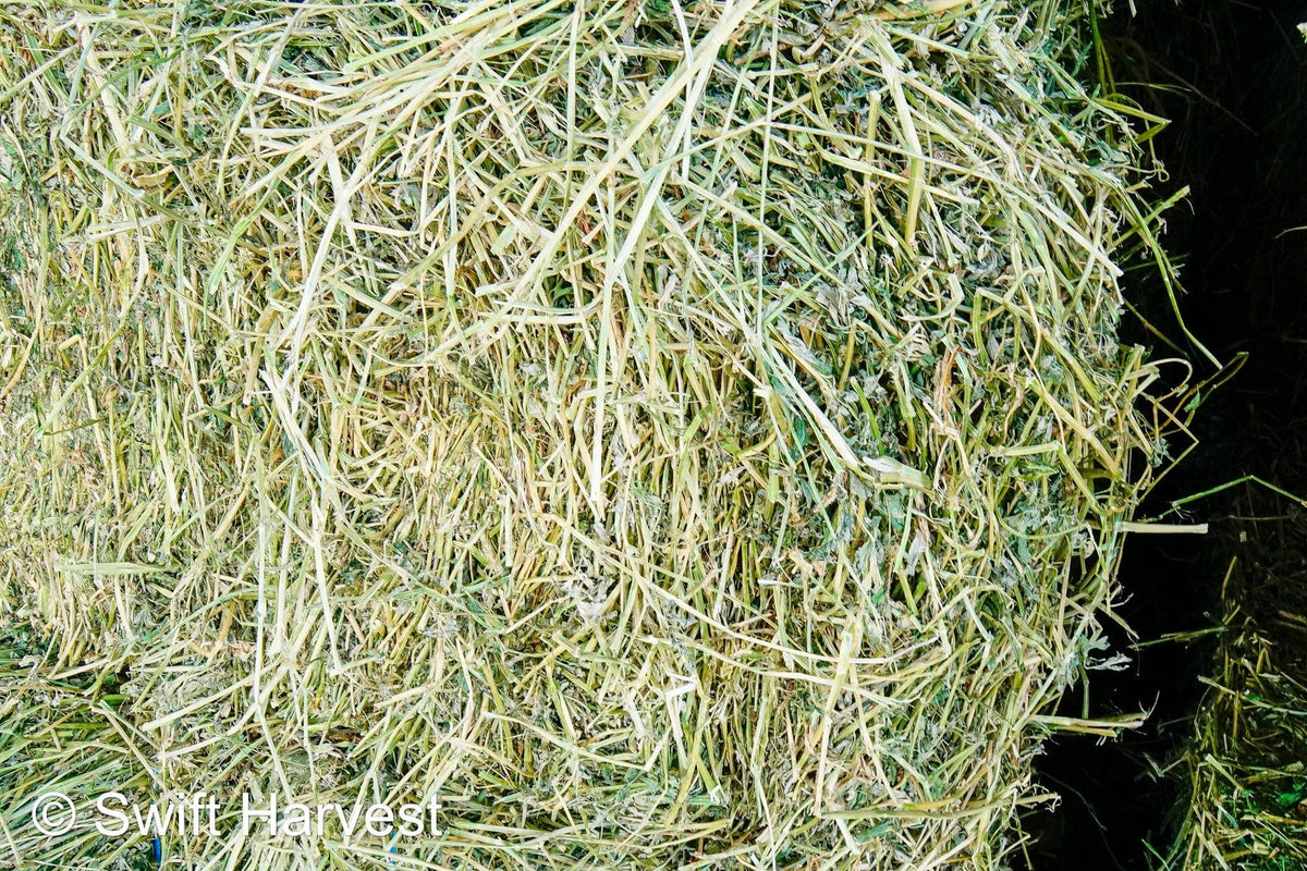 John Family Farm Arizona Alfalfa #1 Retail JFF-B1-7-24  #1 Retail  Az. Alfalfa Steamer  FACS 104/110 Non GMO Non Roundup Ready Steamer Hay