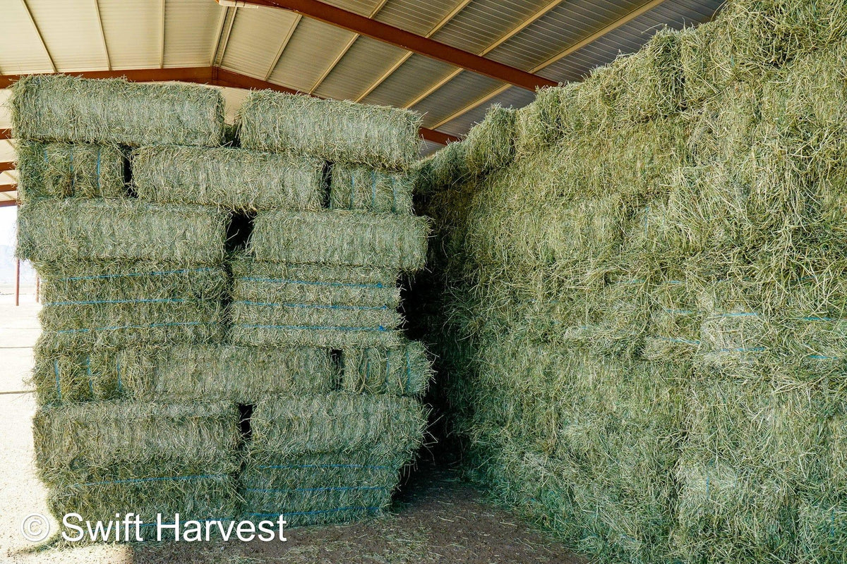 John Family Farm Arizona Alfalfa #1 Retail JFF-B1-7-24  #1 Retail  Az. Alfalfa Steamer  FACS 104/110 Non GMO Non Roundup Ready Steamer Hay