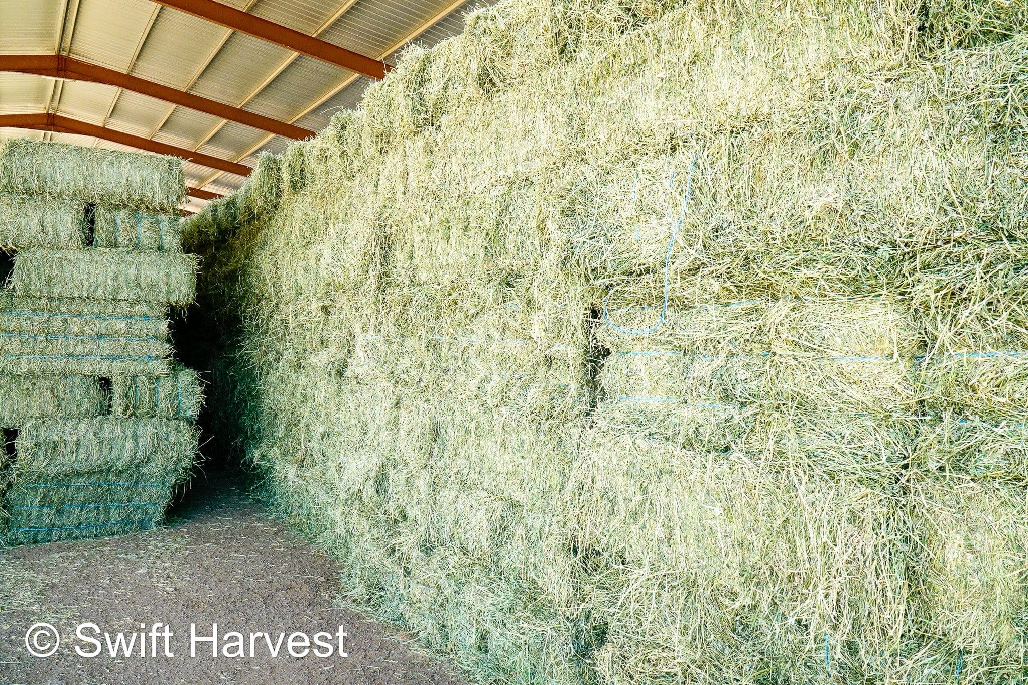 John Family Farm Arizona Alfalfa #1 Retail JFF-B1-7-24  #1 Retail  Az. Alfalfa Steamer  FACS 104/110 Non GMO Non Roundup Ready Steamer Hay