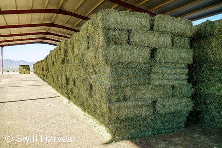 John Family Farm Arizona Alfalfa #1 Retail JFF-B1-7-24  #1 Retail  Az. Alfalfa Steamer  FACS 104/110 Non GMO Non Roundup Ready Steamer Hay