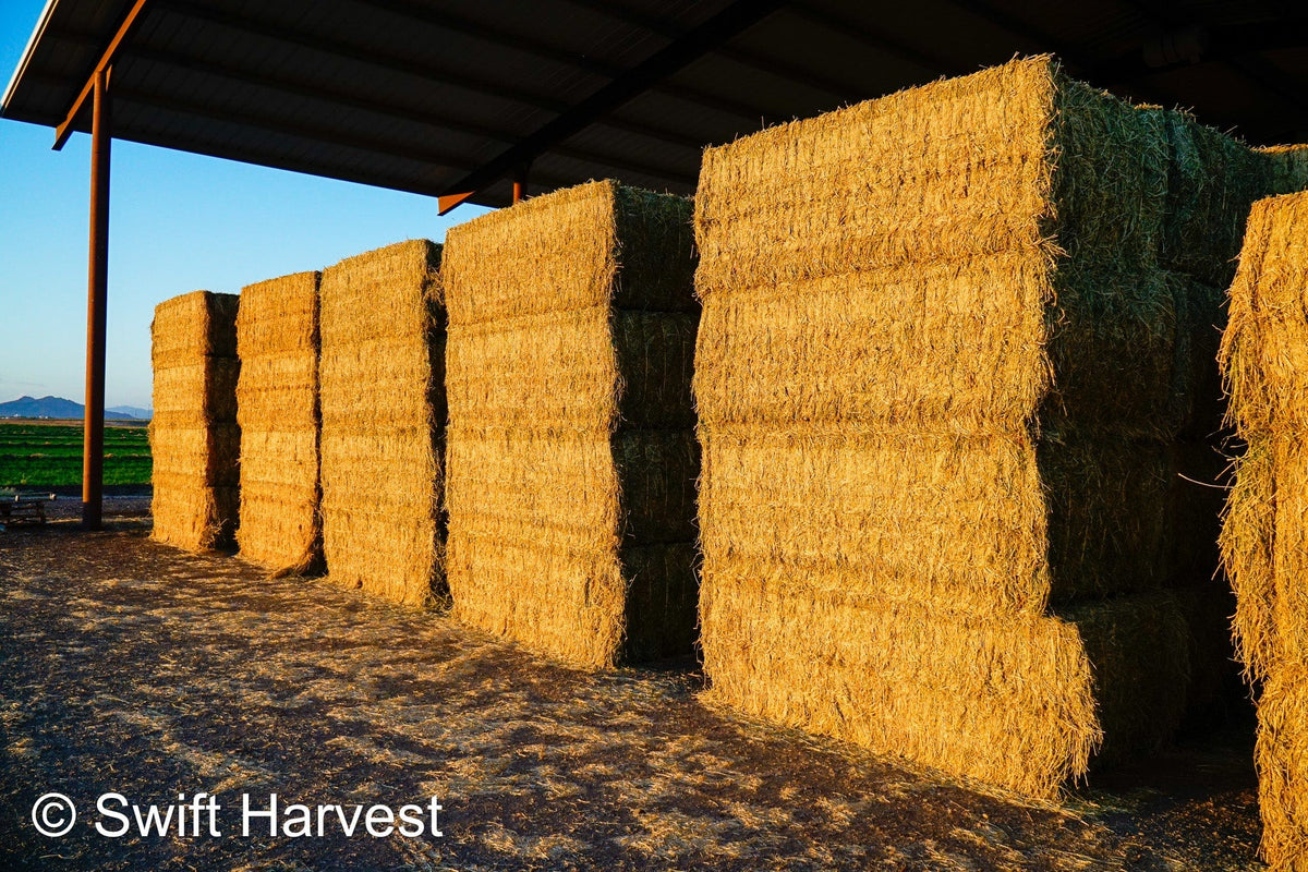 John Family Farm Arizona Alfalfa Big Bale JJF-3-24-B2