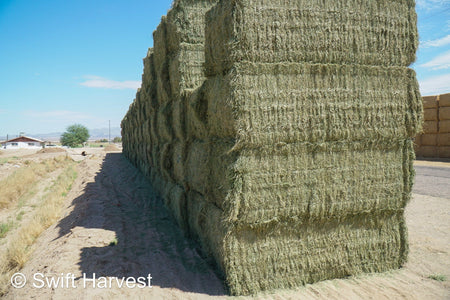 Martinez Farms Arizona Alfalfa Big Bale 27-6 AZ Fair Big Bales Alfalfa CP 17 RFV 141 TDN 56 FACS 95/110