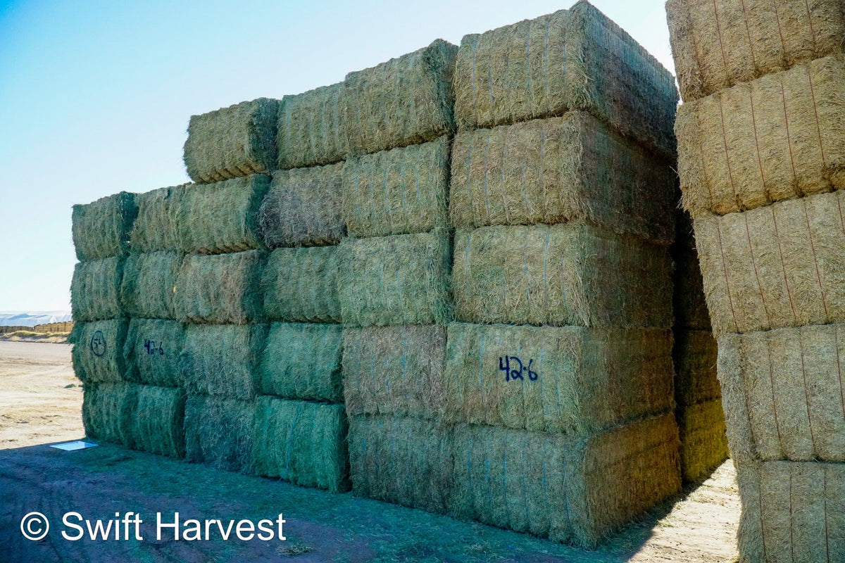 Martinez Farms Arizona Alfalfa Big Bale 42-6 Fair AZ Big Bales CP 17 RFV 144 TDN 56  FACS 89/110