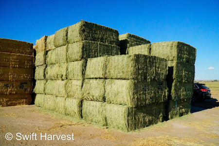 Martinez Farms Arizona Alfalfa Big Bale 42-6 Fair AZ Big Bales CP 17 RFV 144 TDN 56  FACS 89/110