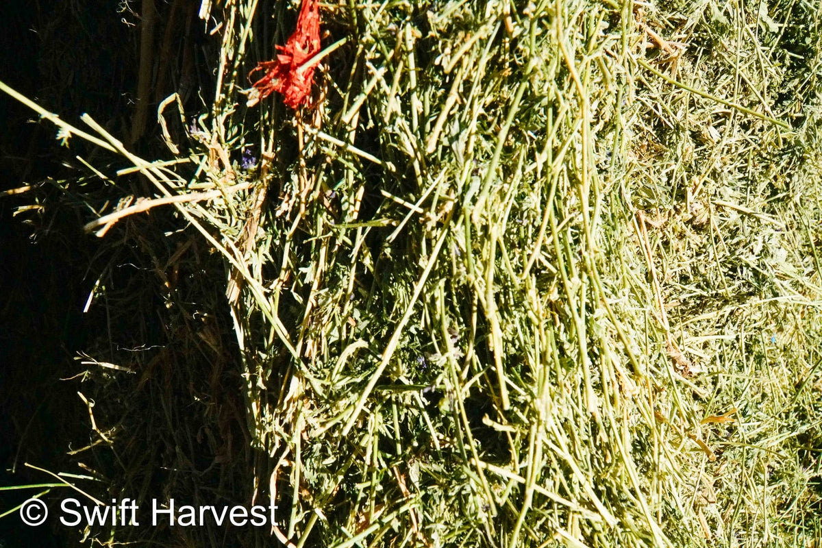 Martinez Farms Arizona Alfalfa Big Bale 42-6 Fair AZ Big Bales CP 17 RFV 144 TDN 56  FACS 89/110