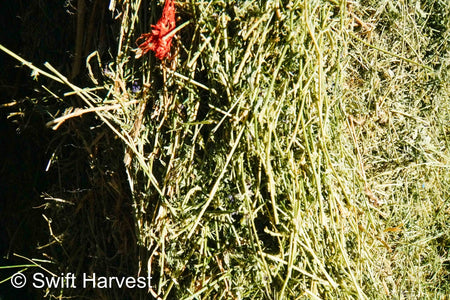 Martinez Farms Arizona Alfalfa Big Bale 42-6 Fair AZ Big Bales CP 17 RFV 144 TDN 56  FACS 89/110