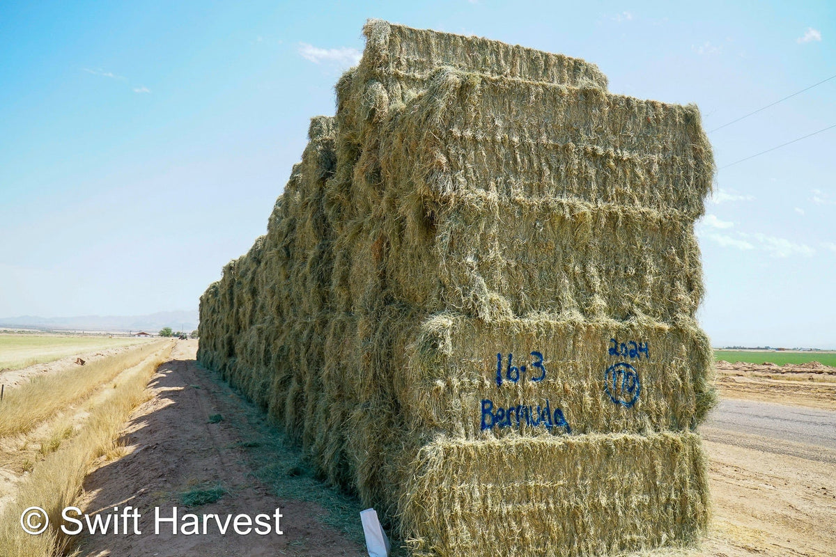 Martinez Farms bermuda big bales 16-3 AZ #2 Big Bales Bermuda 99/110