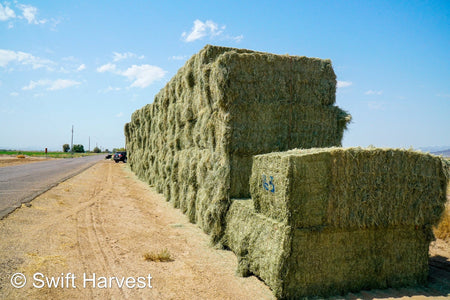 Martinez Farms bermuda big bales 16-3 AZ #2 Big Bales Bermuda 99/110