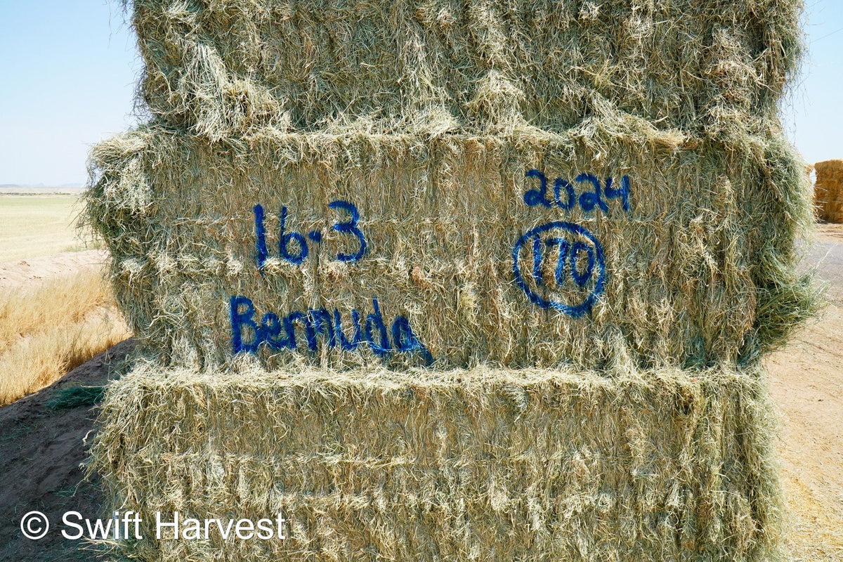 Martinez Farms bermuda big bales 16-3 AZ #2 Big Bales Bermuda 99/110