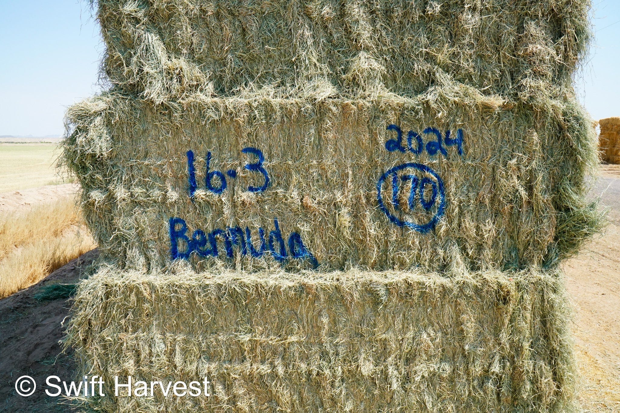 Martinez Farms bermuda big bales 16-3 AZ #2 Big Bales Bermuda 99/110