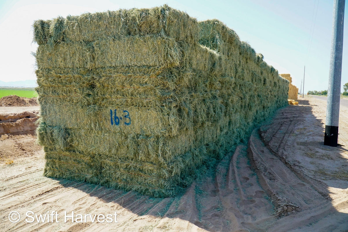 Martinez Farms bermuda small bales 16-3 AZ #2 Bermuda Small Bales  FACS 98/110