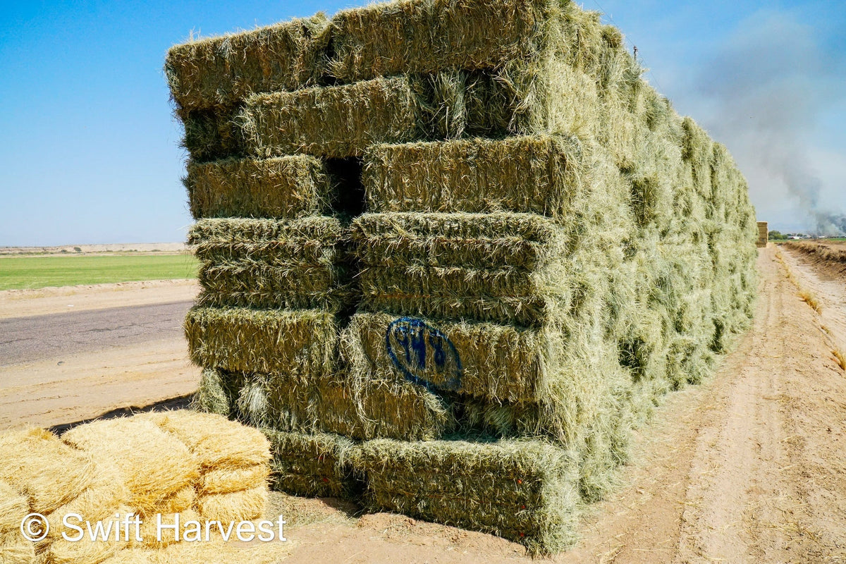 Martinez Farms bermuda small bales 16-3 AZ #2 Bermuda Small Bales  FACS 98/110