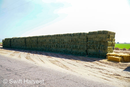 Martinez Farms bermuda small bales 16-3 AZ #2 Bermuda Small Bales  FACS 98/110